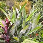 Heliconia pendula Hoja