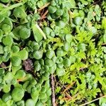 Sedum oreganum Ліст