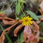 Hieracium paniculatum 花