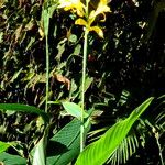 Canna glauca Агульны выгляд