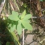 Crotalaria spectabilis ഇല