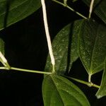 Piper concinnifolium Frunză