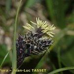 Carex parviflora Цвят