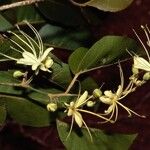 Capparis quiniflora Hàbitat