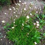 Saxifraga fragosoi Yeri