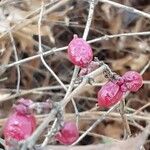 Symphoricarpos orbiculatus Frukt