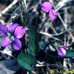 Viola sagittata Costuma