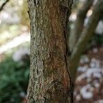 Rhododendron argyrophyllum Bark