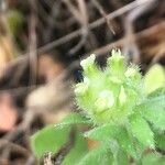 Hymenocarpos cornicinus Flower