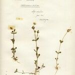 Arenaria modesta 花