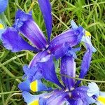 Iris xiphium Çiçek