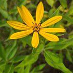 Helianthus divaricatusFiore