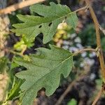 Quercus cerris Leaf