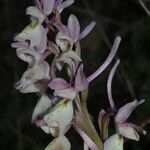 Orchis laeta Blomma