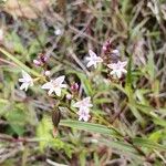 Epidendrum fimbriatum Цветок