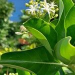 Erithalis odorifera Flower