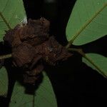 Neostenanthera neurosericea Fruit