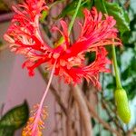 Hibiscus schizopetalus Květ