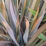 Phormium tenax Alkat (teljes növény)