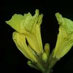 Handroanthus chrysanthus Цвят
