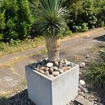 Yucca thompsoniana Foglia