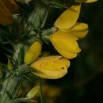 Ulex gallii Flor