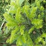 Taxus canadensis 葉