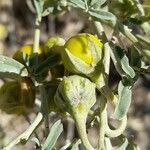 Solanum elaeagnifolium Frugt