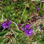 Polygala amara Õis