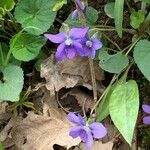 Viola × melissifolia Flower