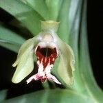 Vanda cristata Flower