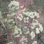 Laserpitium latifolium Fruit