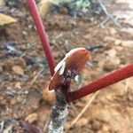 Cunonia macrophylla Άλλα