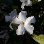 Cerberiopsis obtusifolia Flor