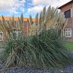 Cortaderia selloanaKvět