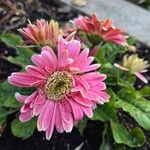 Gerbera viridifolia Flor