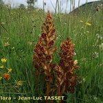 Orobanche gracilis Hábito