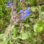 Borago officinalisFlower