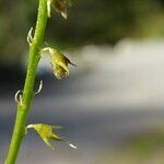 Melilotus altissimus Bark