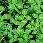 Trifolium fragiferum Leaf