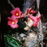 Brachychiton bidwillii Blüte