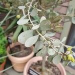 Acacia craspedocarpa पत्ता