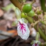 Elettaria cardamomum Virág