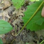 Panax quinquefolius Bark