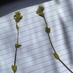 Cerastium brachypetalum 花