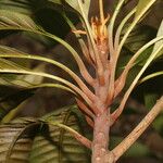 Chrysophyllum colombianum Habit