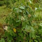 Miconia xalapensis Blad