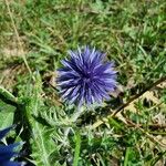 Echinops ritro Blüte