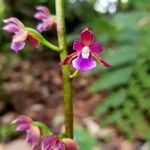 Warreopsis parviflora Floare