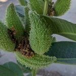 Asclepias speciosa Fruit